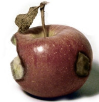 A bad apple